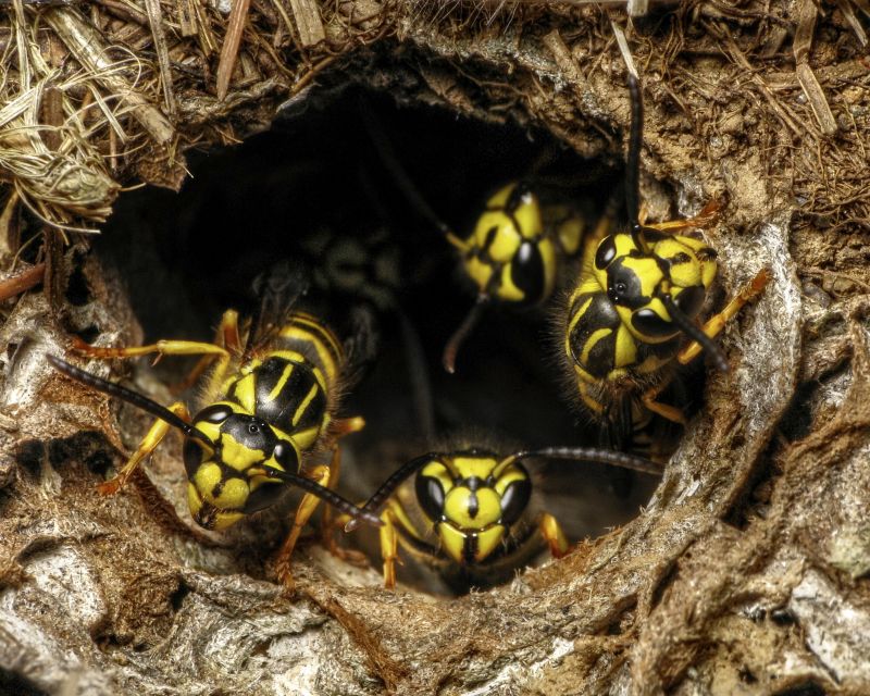 Eliminates aggressive pests.