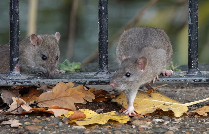 Rat Fumigation Service in San Antonio, TX
