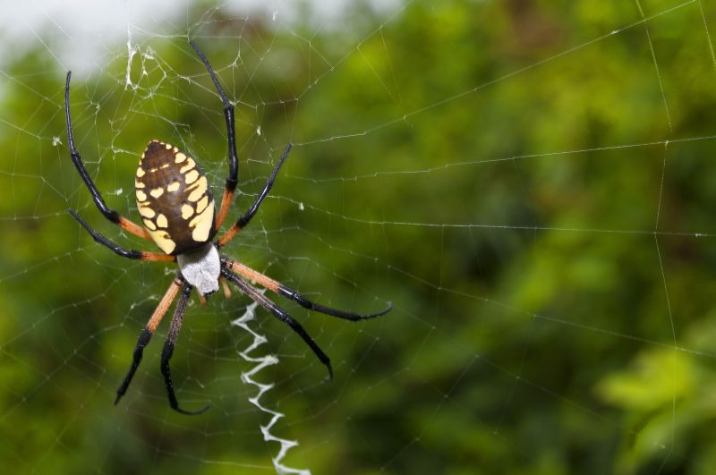 Spider Fumigation Service in Fredericksburg, VA