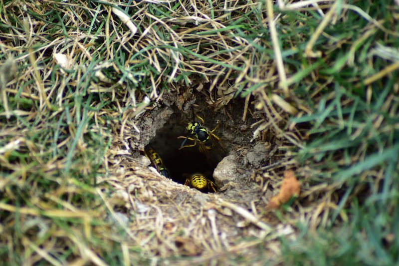 Yellow Jacket Extermination