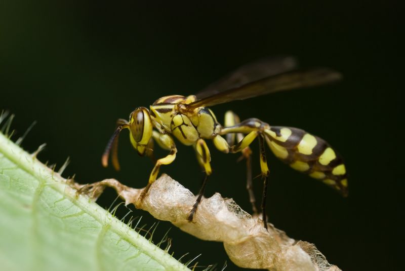 Yellow Jacket Extermination