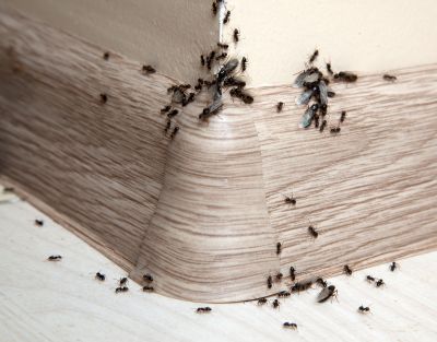 Black Ant Extermination in New Braunfels, TX