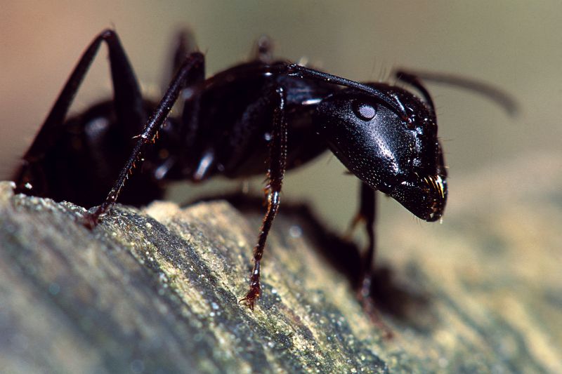 Black Ant Extermination in Fort Worth, TX