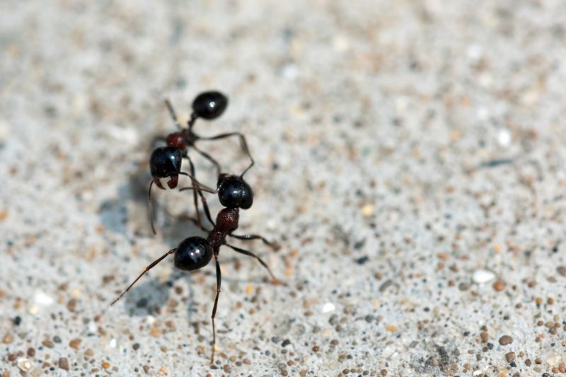 Black Ant Extermination in Mckinney, TX