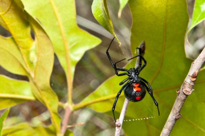 Black Widow Extermination in New Braunfels, TX