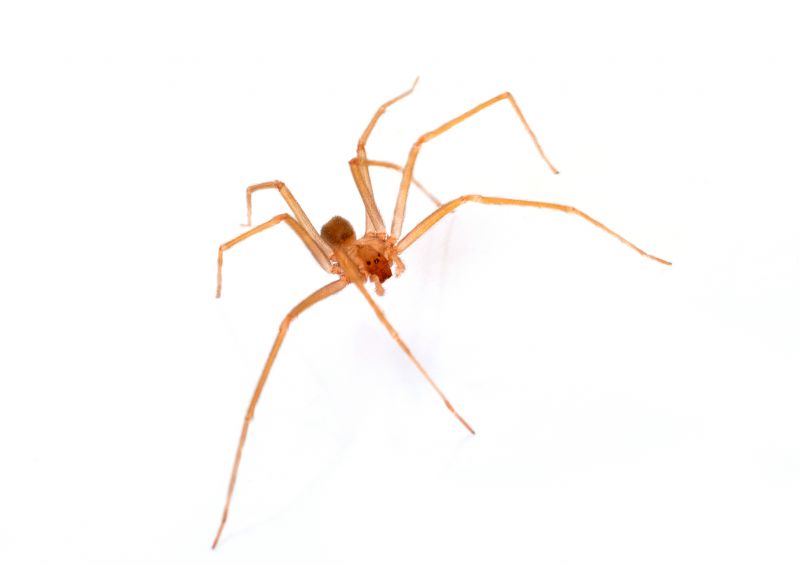 Brown Recluse Extermination in Katy, TX
