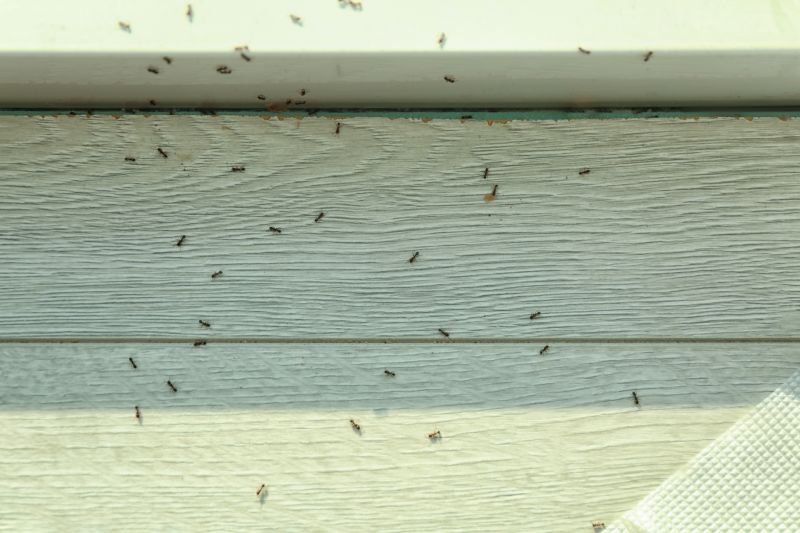 Carpenter Ant Extermination in Mckinney, TX