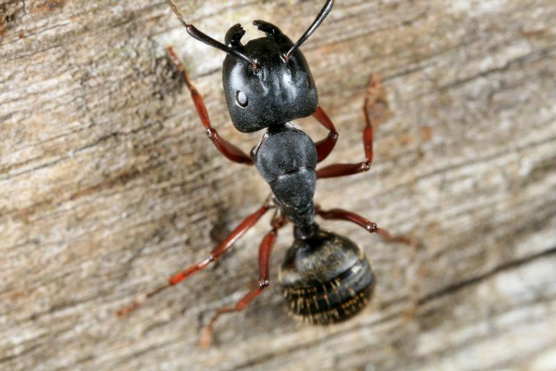 Carpenter Ant Extermination in Katy, TX
