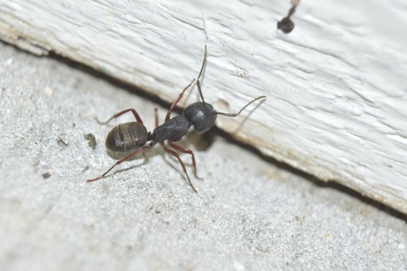 Carpenter Ant Extermination in Denton, TX