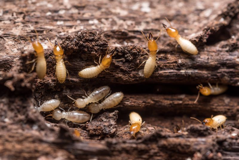 Commercial Termite Treatment in Frisco, TX