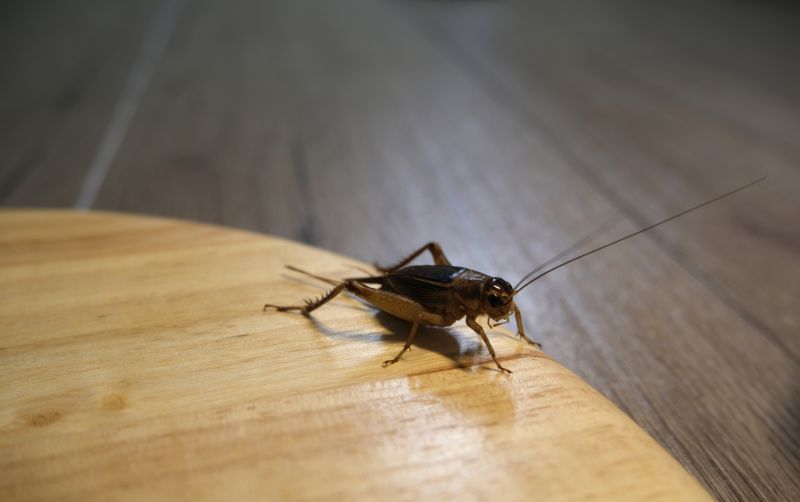 Cricket Removal Service in Denton, TX