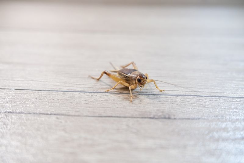 Cricket Removal Service in New Braunfels, TX