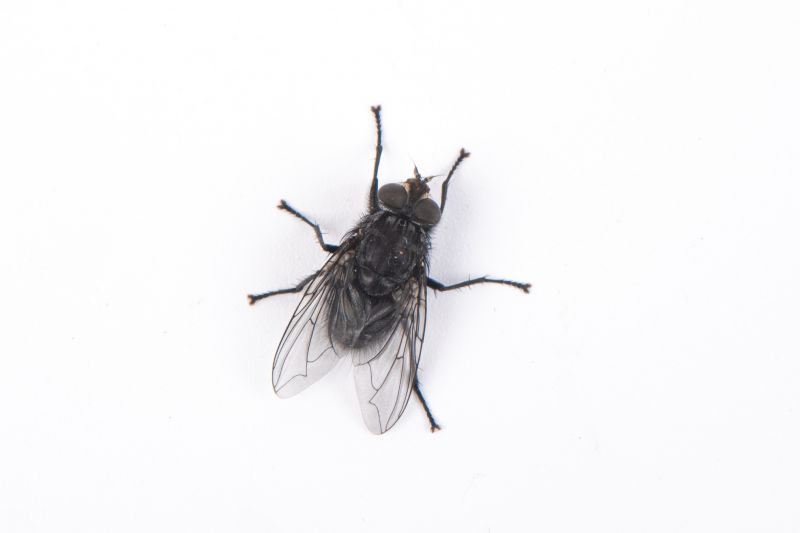Fly Control Service in Frisco, TX