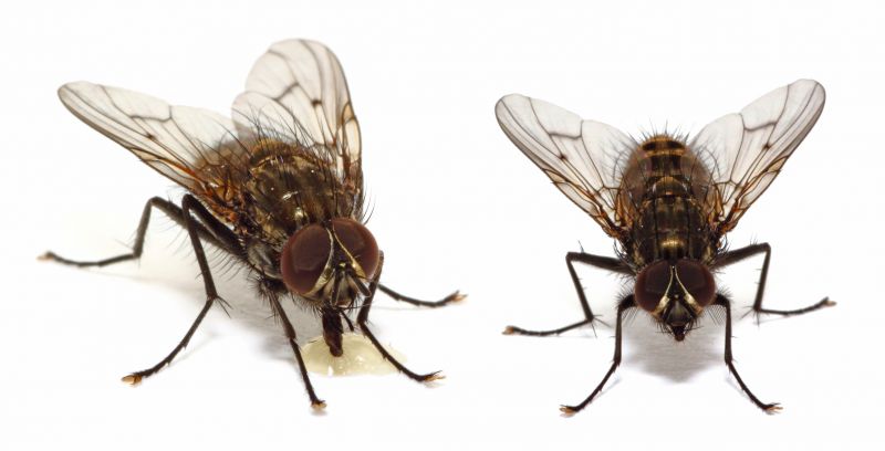 Fly Infestation Extermination in Katy, TX