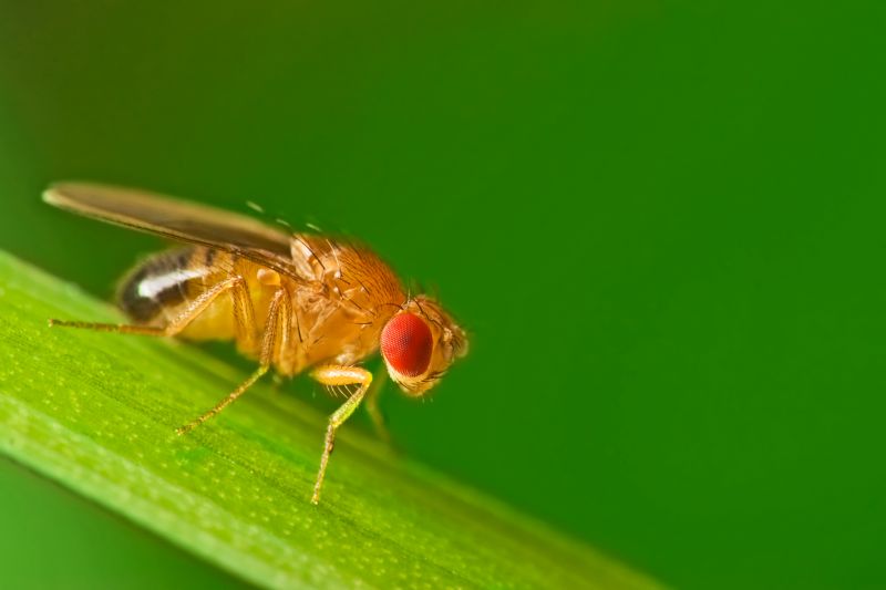 Fruit Fly Extermination in New Braunfels, TX