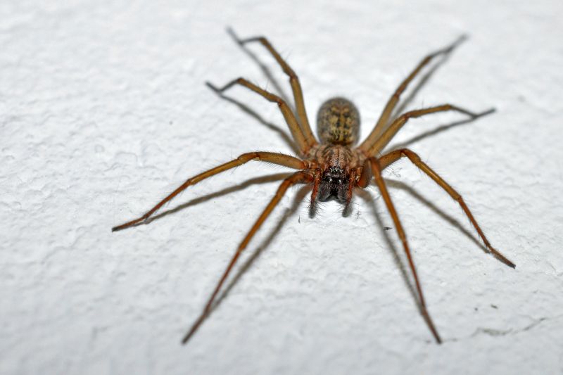 Hobo Spider Extermination in Mckinney, TX