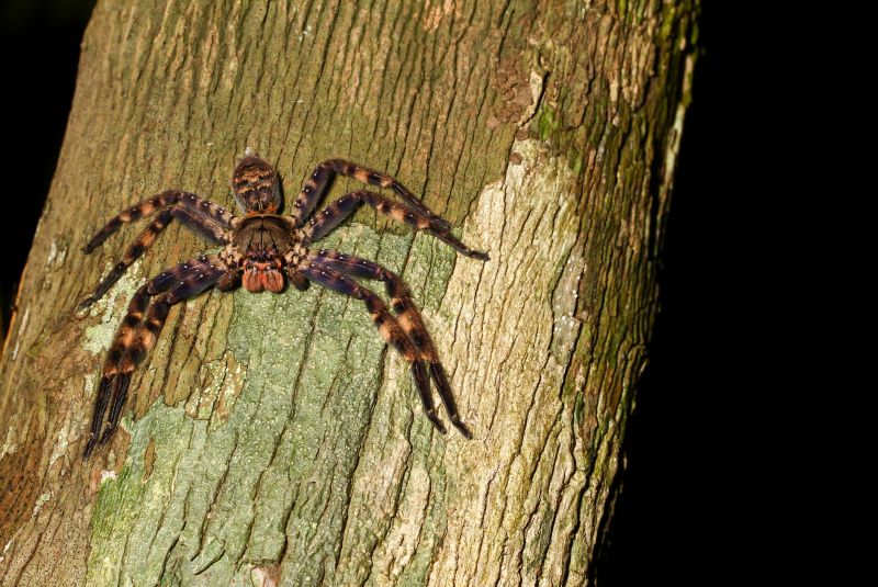 Huntsman Spider Extermination in Frisco, TX