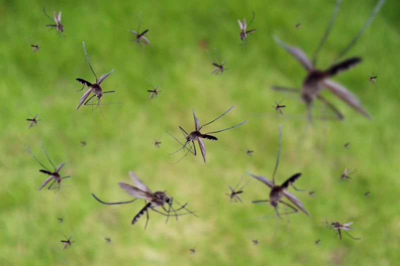 Mosquito Control Service in Fort Worth, TX