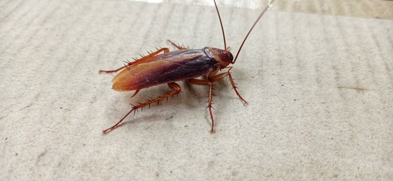 Roach Fumigation in San Jose, CA