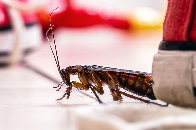 Roach Fumigation in Winston Salem, NC