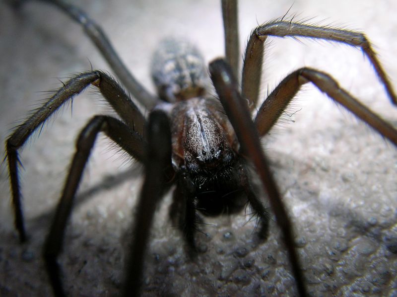 Spider Extermination Service in Frisco, TX