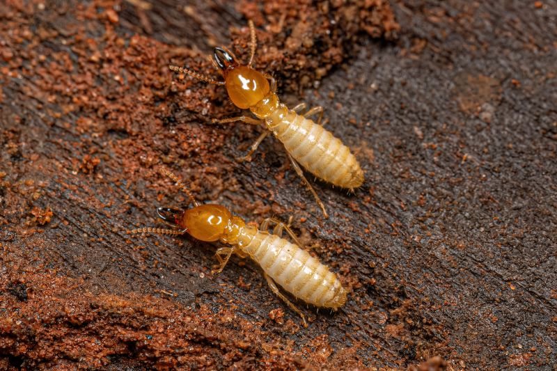 Termite Service in Frisco, TX