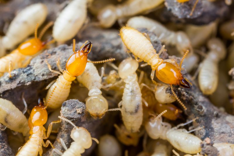 Termite Tenting in Oklahoma City, OK