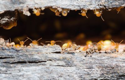 Termite Treatment Service in Katy, TX