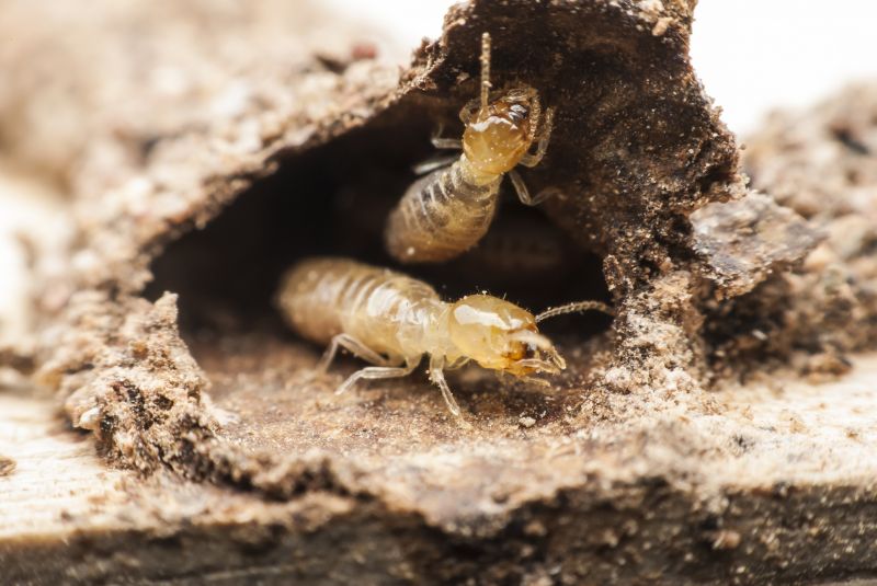 Termites Extermination in Katy, TX