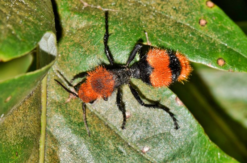 Velvet Ant Extermination in Mckinney, TX