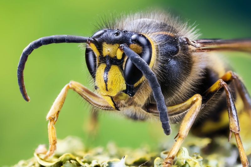 Why Professional Stinging Insect Pest Control Is Safer Than Diy Removal