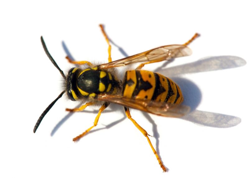 Yellow Jacket Extermination