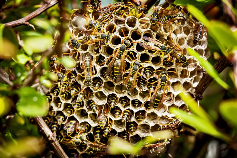 Yellow Jacket Extermination Cost — Cost of Yellow Jacket Extermination