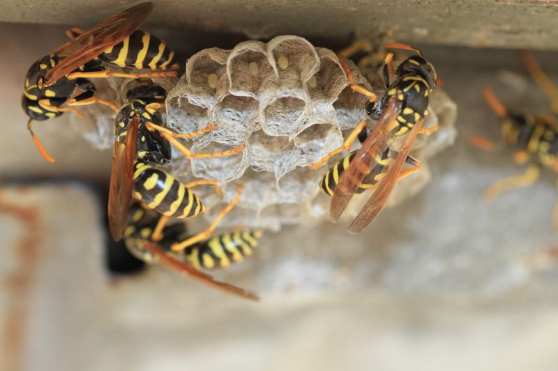 Yellow Jacket Extermination Cost — Cost of Yellow Jacket Extermination