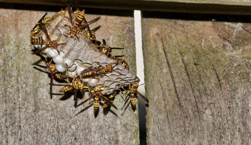 Yellow Jacket Extermination Cost — Cost of Yellow Jacket Extermination
