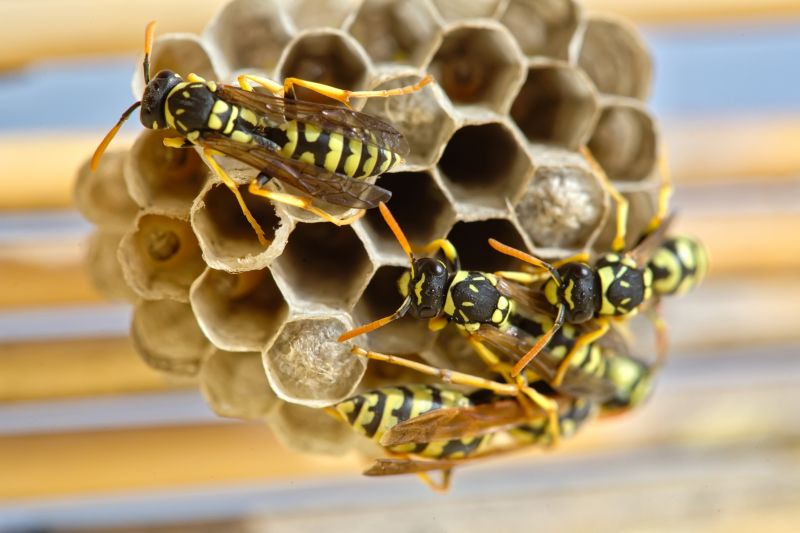 Yellow Jacket Extermination Cost — Cost of Yellow Jacket Extermination