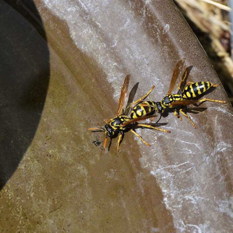 Yellow Jacket Extermination Cost — Cost of Yellow Jacket Extermination