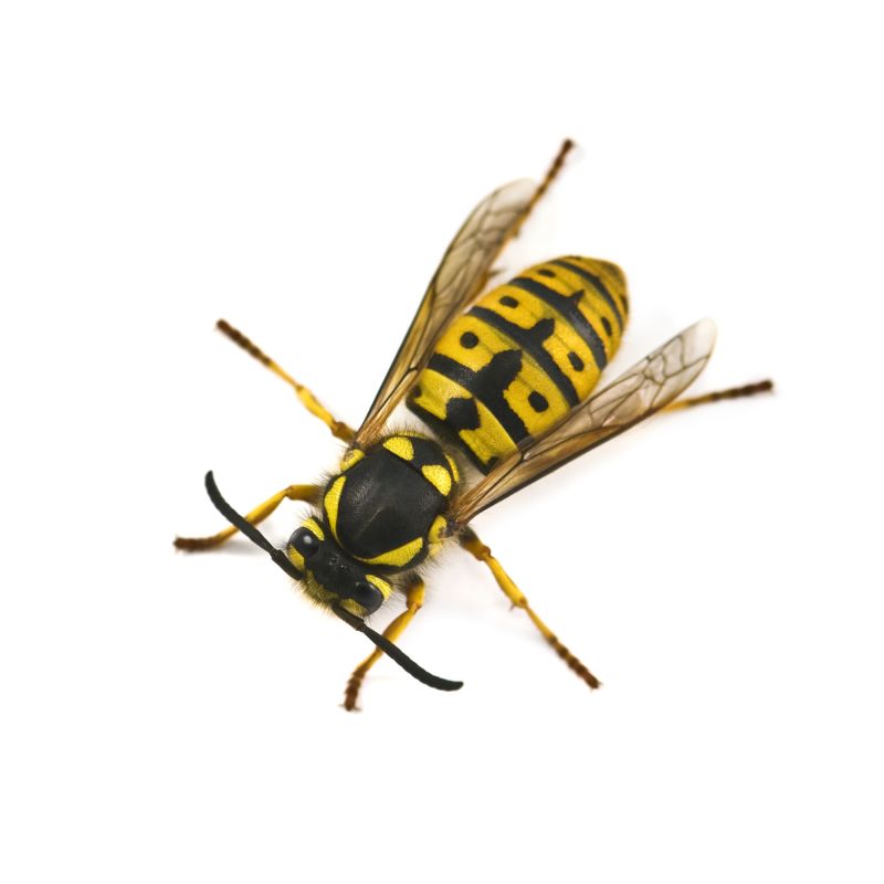 Yellow Jacket Extermination