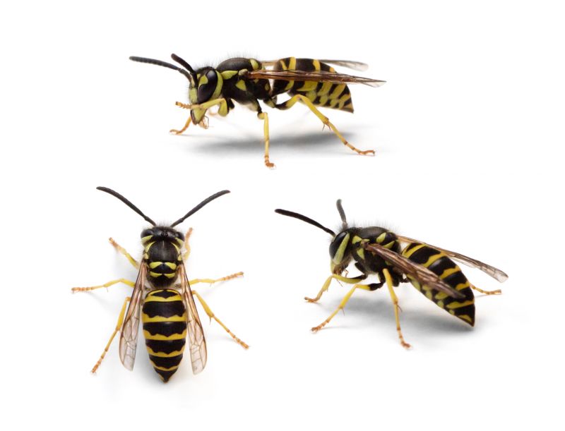 Yellow Jacket Extermination