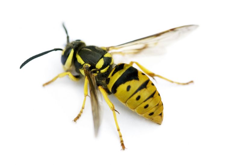 Yellow Jacket Extermination
