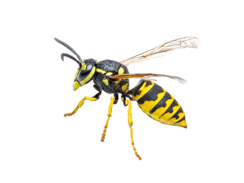 Yellow Jacket Extermination
