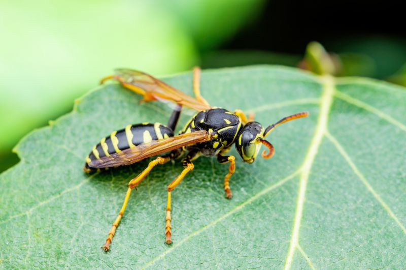 Yellow Jacket Nest in Ground