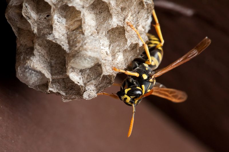 Yellow Jackets Building Nests